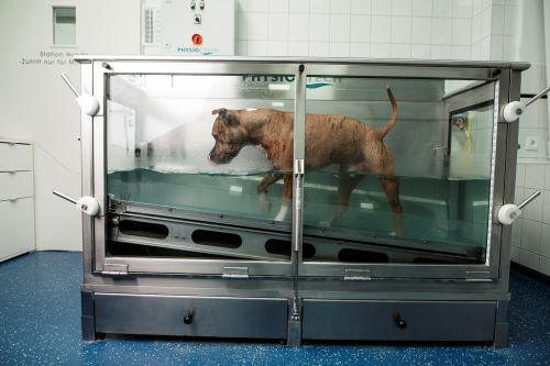Unterwasser_Laufband_Hund_4 Unterwasser_Laufband_Hund_4